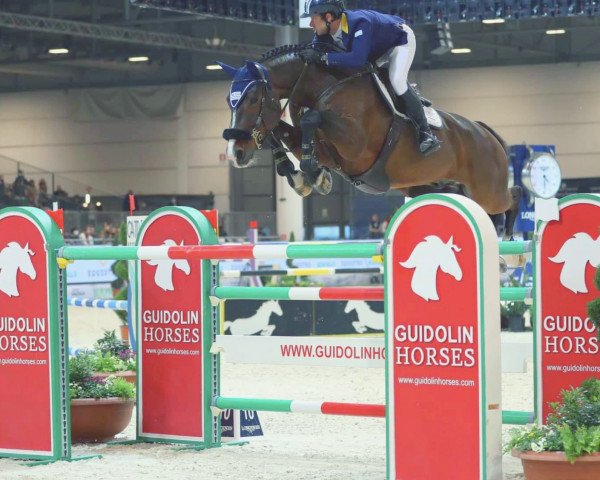 jumper Highway (Royal Warmblood Studbook of the Netherlands (KWPN), 2012, from Casall Ask)