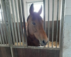 broodmare Ginetta Queen (Oldenburg, 2001, from Quattro B)