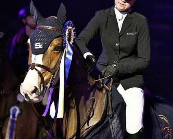 jumper Farrah W (Royal Warmblood Studbook of the Netherlands (KWPN), 2010, from Cantos)