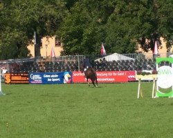 jumper Monte Bella 2 (German Sport Horse, 2006, from Monte Bellini)