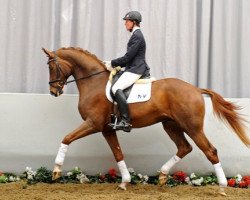 dressage horse Best of Art (Westphalian, 2009, from Belissimo NRW)