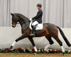 dressage horse Bossa Nova (Westphalian, 2009, from Basic)