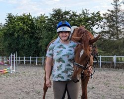 Dressurpferd Vortinggårds Reggae (Dänisches Warmblut, 2008, von Zack)