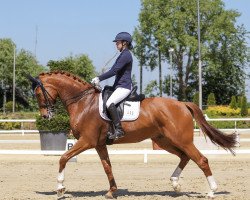 dressage horse Dumbledore Gd (Oldenburg, 2012, from Destano)