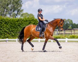 Dressurpferd Jukebox (KWPN (Niederländisches Warmblut), 2016, von Glock's Johnson Tn)