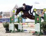 jumper Bellonero (German Sport Horse, 2016, from Bellini Royal)