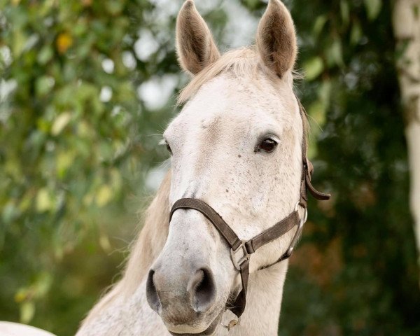 broodmare Vitesse (KWPN (Royal Dutch Sporthorse), 2002, from Athletico)