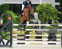 jumper Narcos vd Smidshoeve (Belgian Warmblood, 2013, from Toulon)