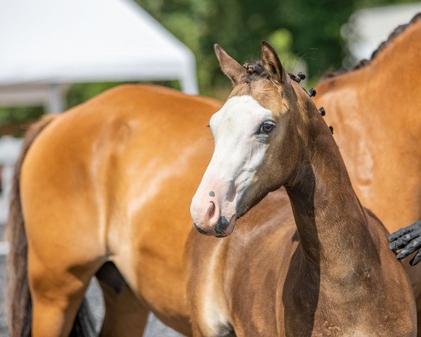 Springpferd Shay (Deutsches Reitpony, 2022, von Cadlanvalley Sir Ivanhoe)