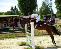 Springpferd Mika van't Paradijs (Deutsches Sportpferd, 2017, von Manchester van't Paradijs)