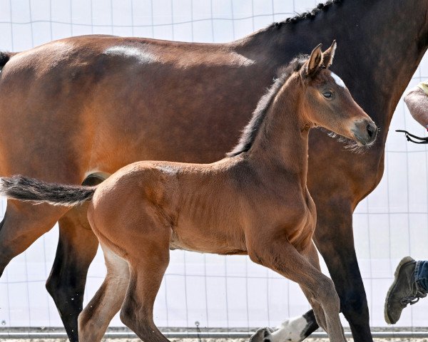 jumper CASSEY G (Hanoverian, 2022, from Chubakko)