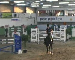 jumper Sheitan D (Hanoverian, 2003, from Stakkato)