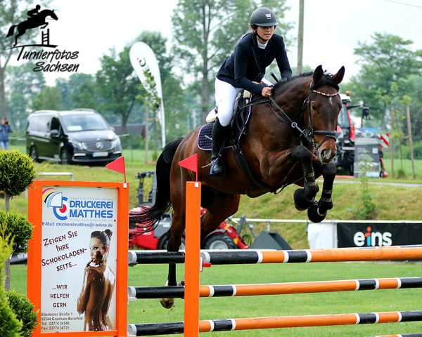 jumper Carlson (German Sport Horse, 2017, from Campitello)