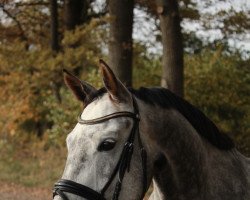 Dressurpferd Ti Fiderglanz (Deutsches Sportpferd, 2017, von Fidertanz)