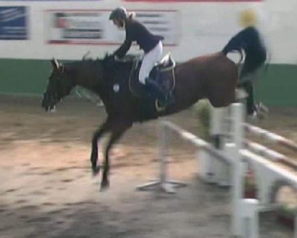 jumper Cosmopolitan (Oldenburg, 2004, from Celano)