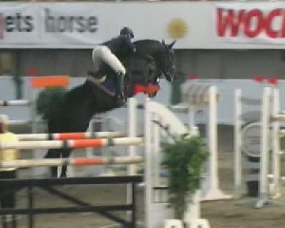 Deckhengst Ferruccio (Hannoveraner, 2001, von Fabriano)