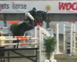 stallion Ferruccio (Hanoverian, 2001, from Fabriano)