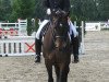 dressage horse El Paulo (Trakehner, 1996, from Partout)