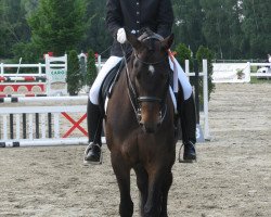 dressage horse El Paulo (Trakehner, 1996, from Partout)