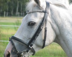 Pferd Eichenhof Mirabell 85 (Deutsches Reitpony, 1993)