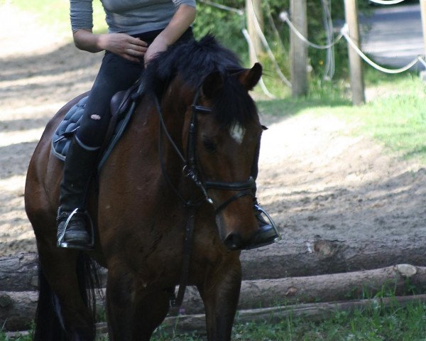 Pferd Lucio 35 (Württemberger, 2003, von Lucio Silla xx)