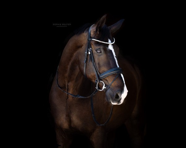 dressage horse Dustino 2 (Württemberger, 2008, from Daddy Cool)