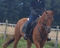 broodmare Loretta (Hanoverian, 2010, from Londonderry)