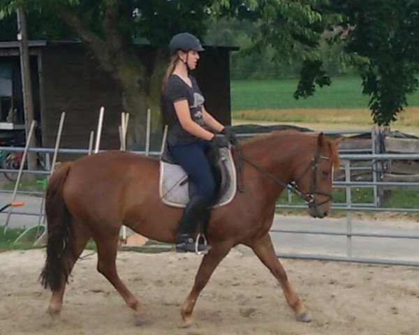 dressage horse Joy 388 (New Forest Pony, 2005, from Wootton Dancing Lord)