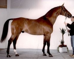 Deckhengst Højvangs Lukas (Dänisches Warmblut, 1980, von Locarno)