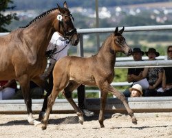 Pferd Dalia (Trakehner, 2022, von Impetus)