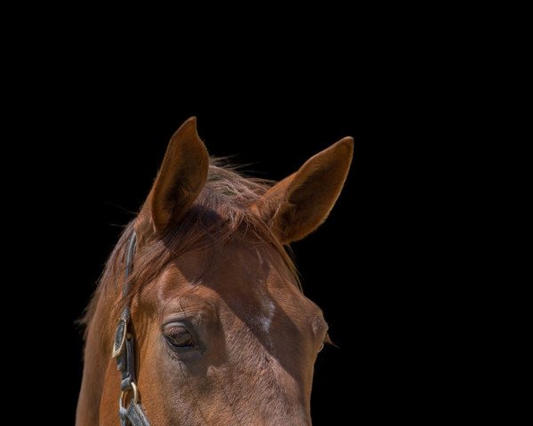 dressage horse Daydreamer 4 (Hanoverian, 2014, from Dannebrog)
