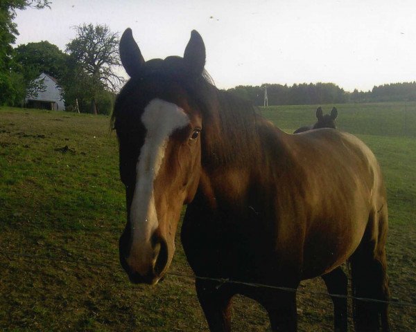 Pferd Naima (Hannoveraner, 2006, von Nobre xx)