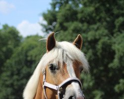 Pferd Caramba (Haflinger, 2012)