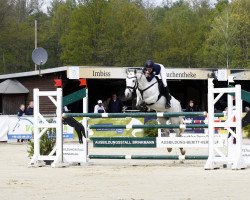 Springpferd Duncan 101 (Irish Sport Horse, 2011, von Seafield Silver Dun.)