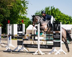 jumper Jay Playboy (Connemara Pony, 2016, from Gwennic de Goariva)