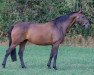 dressage horse Darya 5 (Rhinelander, 2006, from Dardanos N)