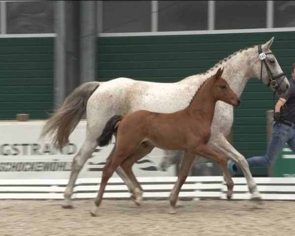 Springpferd Eddy JE (Oldenburger Springpferd,  , von Eldorado vd Zeshoek Tn)