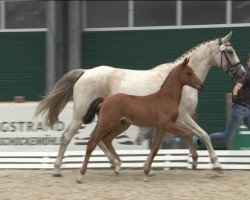 jumper Eddy JE (Oldenburg show jumper,  , from Eldorado vd Zeshoek Tn)