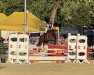 jumper Peter Pan 199 (German Riding Pony, 2013, from Vasco)