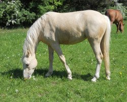 broodmare Erfttal Sunny (German Riding Pony, 2009, from Spring Star's Spirit)