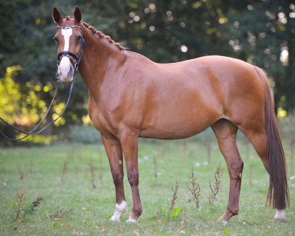 dressage horse Caluna 31 (unknown, 2009)