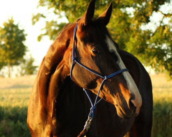 dressage horse Daphina 2 (Hanoverian, 2011, from Decamerone 5)