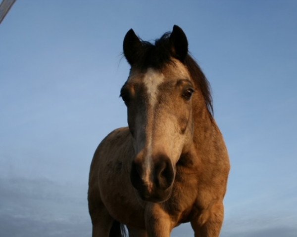 horse Loolaantje's Fred Astaire (Welsh-Pony (Section B), 1988, from Twickel's Julius)