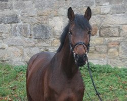 jumper Keltic Catman (Hanoverian, 2015, from Kannan)