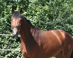 broodmare Ornella Beauty PJ (Hanoverian, 2016, from Orlando van de Heffinck)