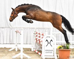 jumper Zorro PJ (Hanoverian, 2019, from Zinedine)