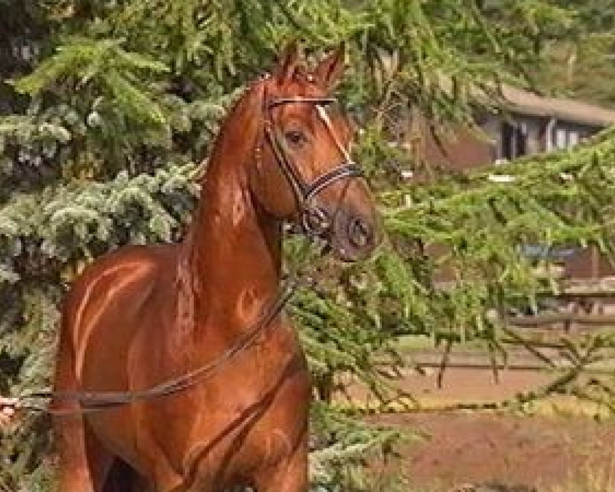 Deckhengst Wolkentanz I (Hannoveraner, 1991, von Weltmeyer)