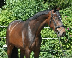 jumper Karlson PJ (Hanoverian, 2018, from Kannan)