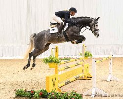 jumper Chelsea PJ (Hanoverian, 2017, from Cristallo I)