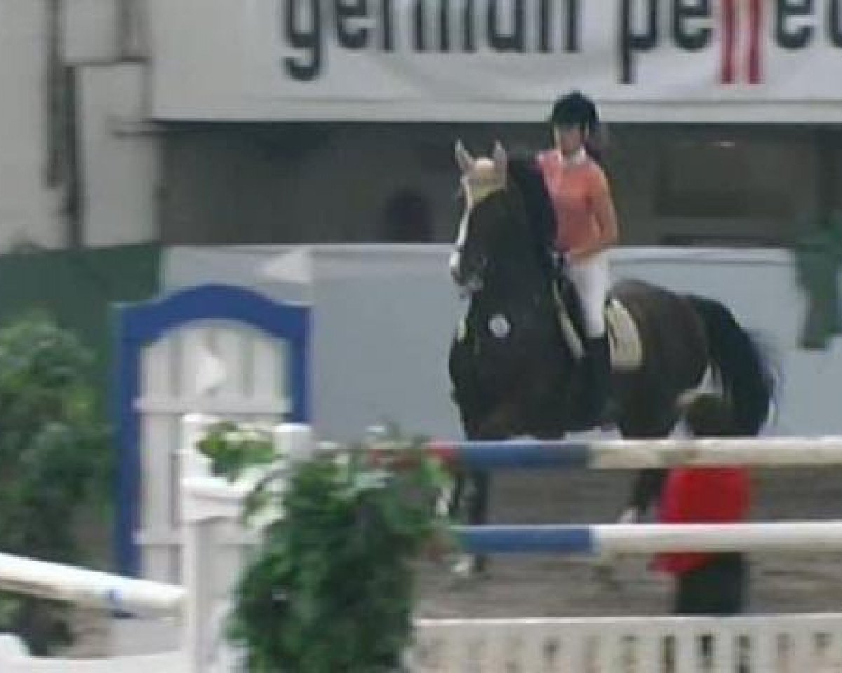 jumper Lancelot 213 (Westphalian, 1998, from Lamoureux I)